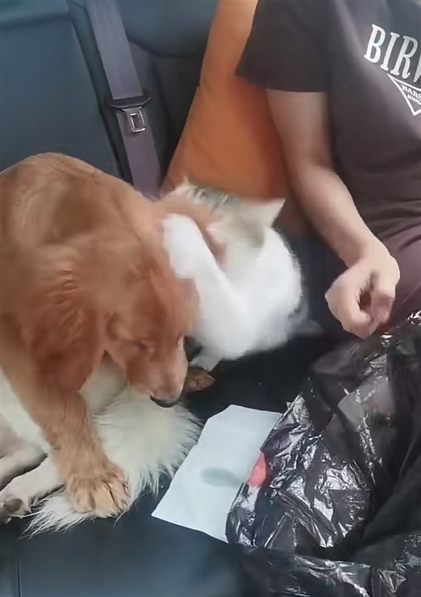 小狗返乡途中晕车还被猫打了一巴掌：画面让人忍俊不禁 狗为啥也晕车？
