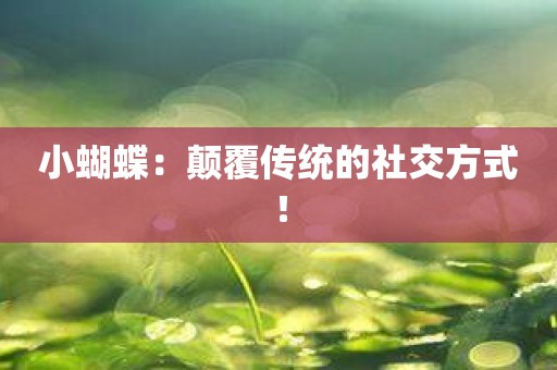 小蝴蝶：颠覆传统的社交方式！