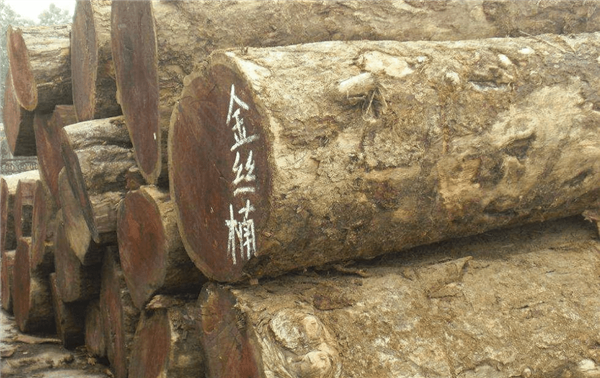 长在悬崖上的2600岁楠木王多次被盗：为何如此值钱？