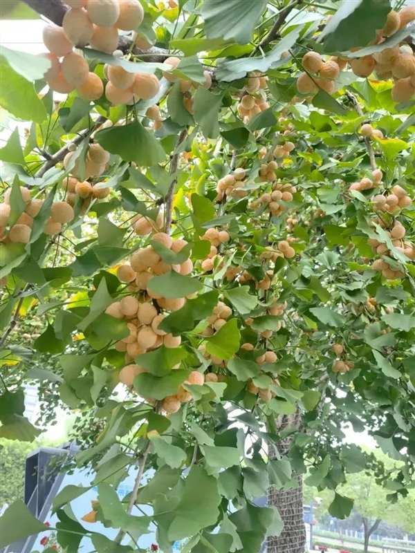 街头大量出现银杏果 千万别乱吃 碰也别碰