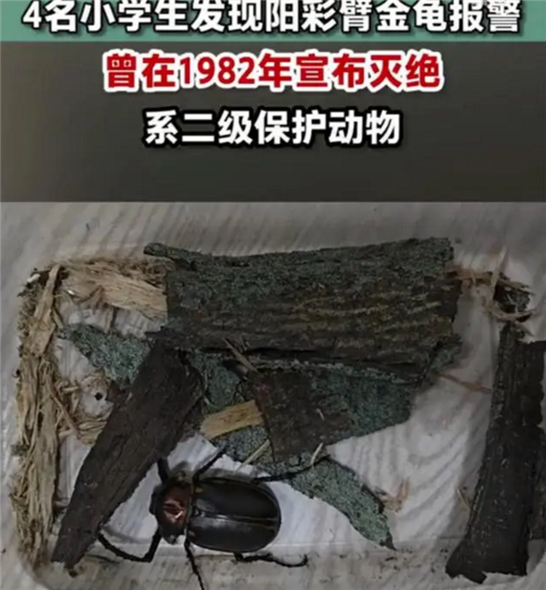 不可思议！4名小学生发现41年前曾灭绝的甲虫 生态环境明显改善