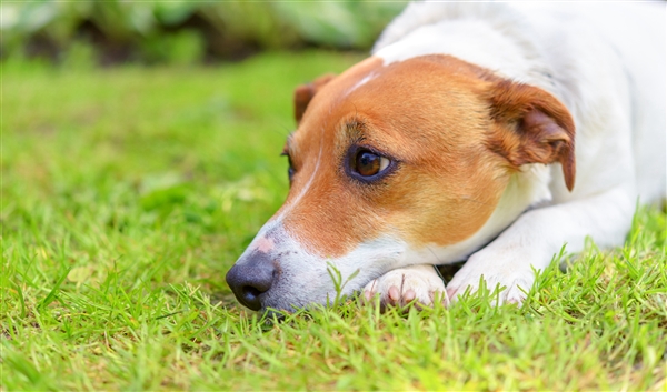 路遇恶犬应该这么办 专业训犬师支招