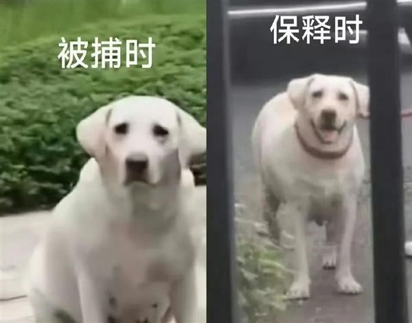 遛狗不栓绳：为什么受伤的总是孩子？
