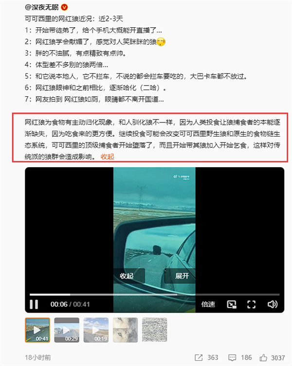 可可西里网红狼带了新狼来蹭吃：人类继续投喂可改变当地食物链生态