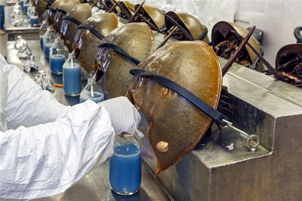 4亿年的古老生物：仅仅30年 就被人类糟蹋成濒危