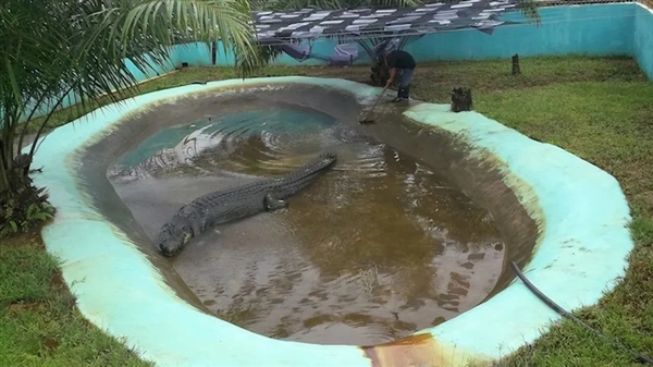 世界最大圈养湾鳄在厦门动物园被养死：全身溃烂露骨