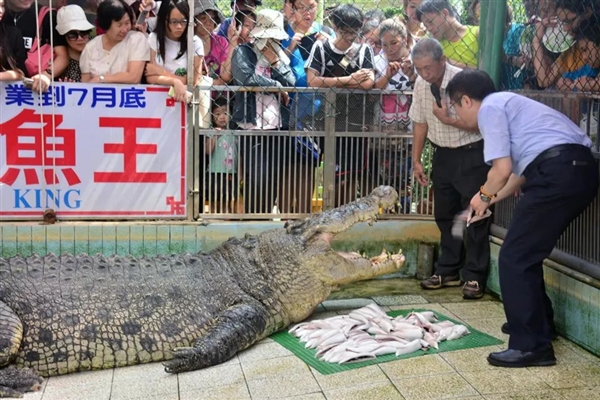世界最大圈养湾鳄在厦门动物园被养死：全身溃烂露骨
