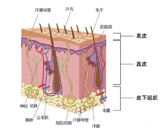洗完头后 自然风干好 还是吹干好 大部分人都做错了