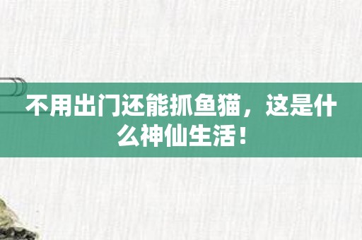 不用出门还能抓鱼猫，这是什么神仙生活！
