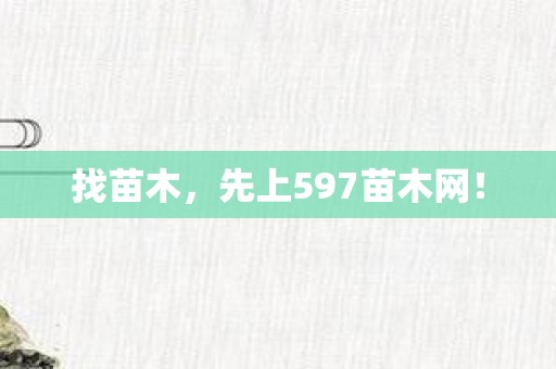找苗木，先上597苗木网！