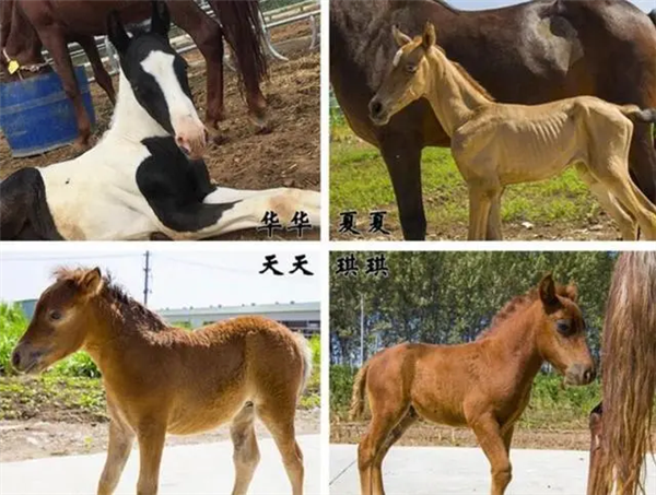 中国克隆马揭秘：单单是卖精液 就能赚4亿美元