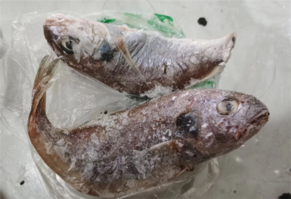 大妈买海鱼红烧后半夜发绿光：专家称无害但不要吃