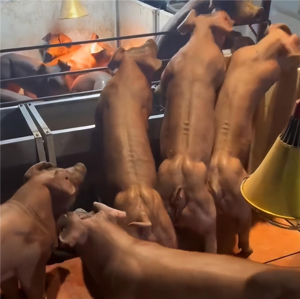 中国养出“肌肉猪” 卖到8万元：国内没人吃 国外奉为极品