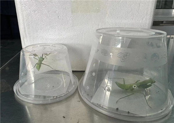 外来物种！我国海关首次截获澳洲斧螳：性格凶猛