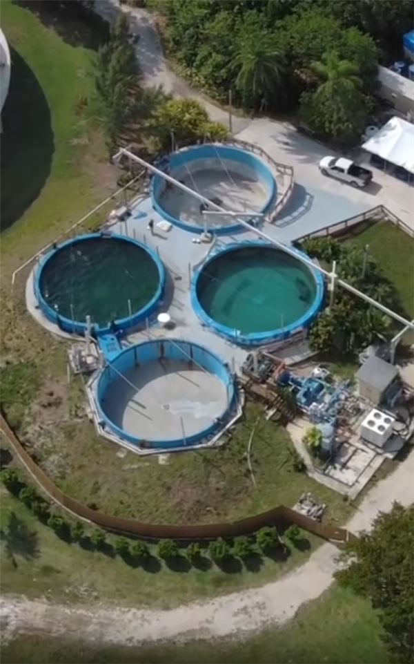 老海牛在美国水族馆辛勤工作67年 却被残忍虐待