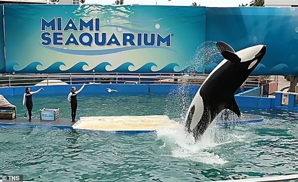 老海牛在美国水族馆辛勤工作67年 却被残忍虐待
