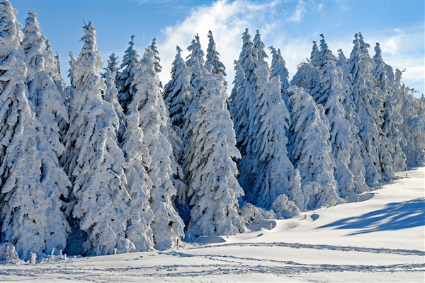 寒潮+暴雪双预警齐发！华北黄淮今冬首场大范围降雪明日开启