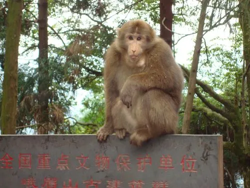 年轻人不想当人：把猴子“吗喽”捧上神坛