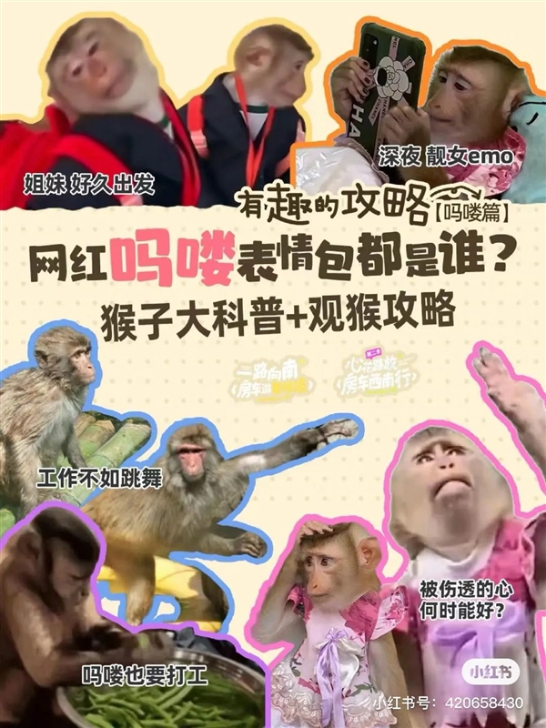 年轻人不想当人：把猴子“吗喽”捧上神坛