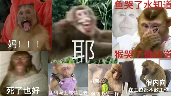 年轻人不想当人：把猴子“吗喽”捧上神坛