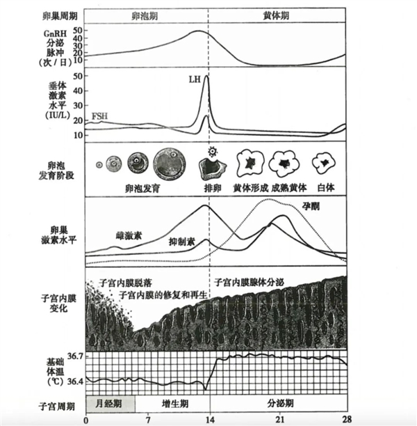 月经是排毒、经血是废血：别闹了