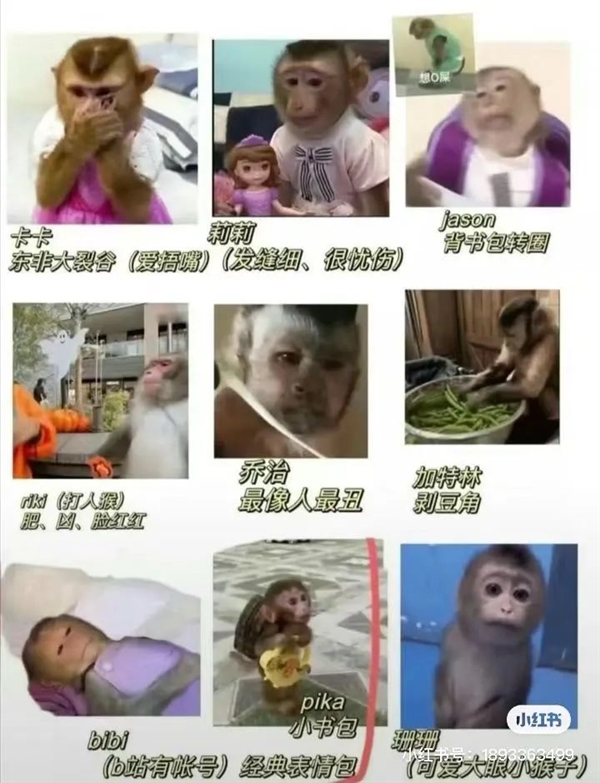 年轻人不想当人：把猴子“吗喽”捧上神坛