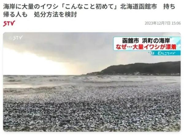 大量排核废水后！日本又一港口出现大量死鱼 约有三、四十吨