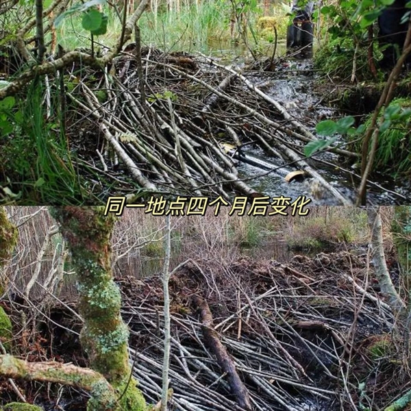 为了皮毛 英国人将河狸赶尽杀绝：又花重金引入