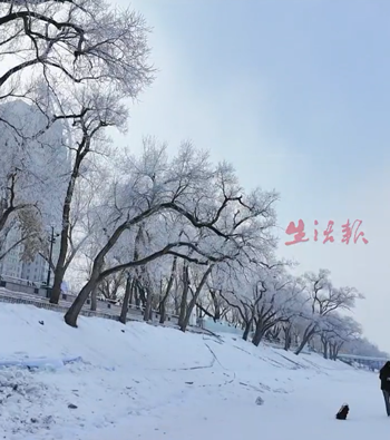 北方人被哈尔滨背刺了 为了南方游客：豆腐脑都整成甜的了！