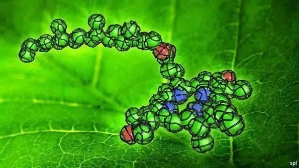 为什么动物没有进化出光合作用：边捕食边吸收太阳能 不好吗