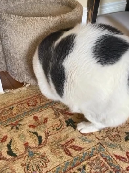 世界最胖的猫在数万人的监督下被迫减肥：一年后能跳上桌子了