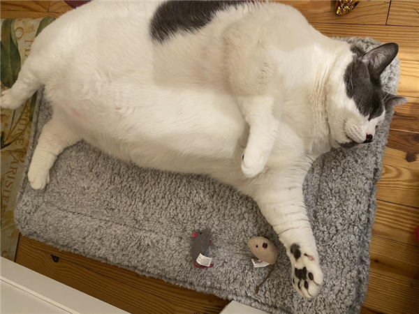 世界最胖的猫在数万人的监督下被迫减肥：一年后能跳上桌子了