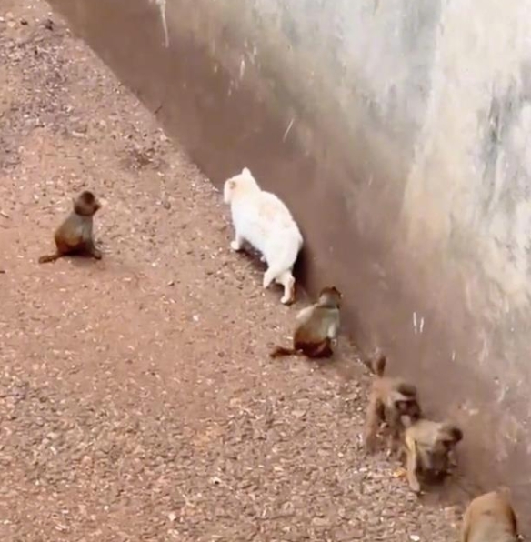 昆明动物园回应“猴子虐猫”：将设诱捕笼移猫出猴山 10余年来猴群与猫相处融洽