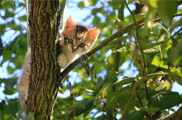 又一动物园猴山有猫 5年前就共处 最新通报来了