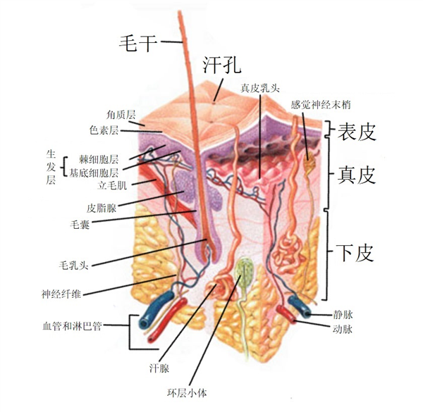 女子痛斥皮肤补水是“智商税”：医生这么回应
