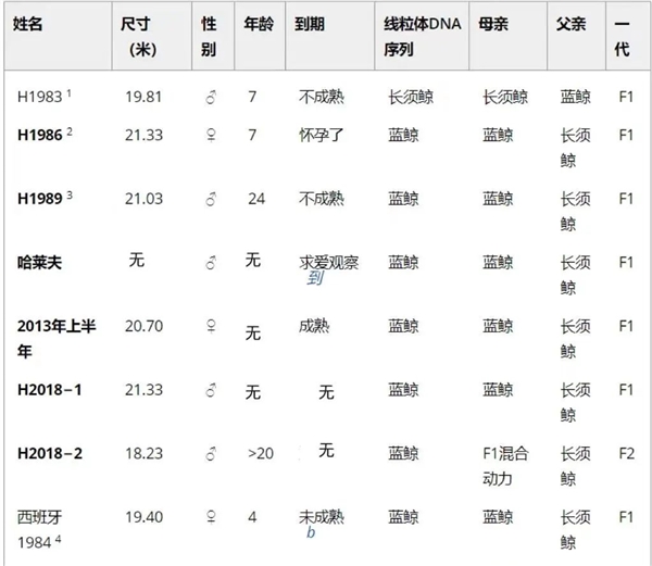 蓝鲸体内居然发现3.5%长须鲸基因！同伴太少、无奈跨种繁殖