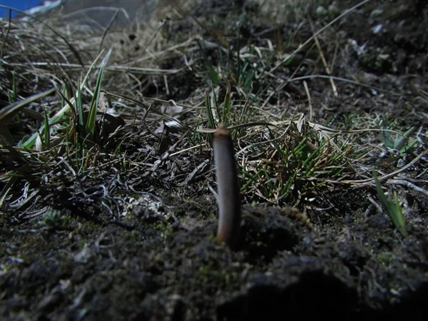 活青蛙身上长出蘑菇！被真菌感染会变成僵尸蛙吗