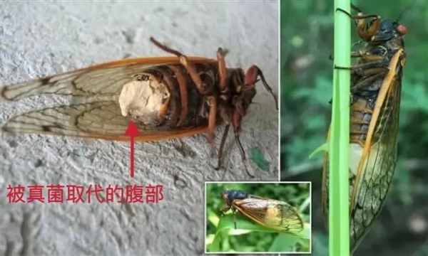 活青蛙身上长出蘑菇！被真菌感染会变成僵尸蛙吗