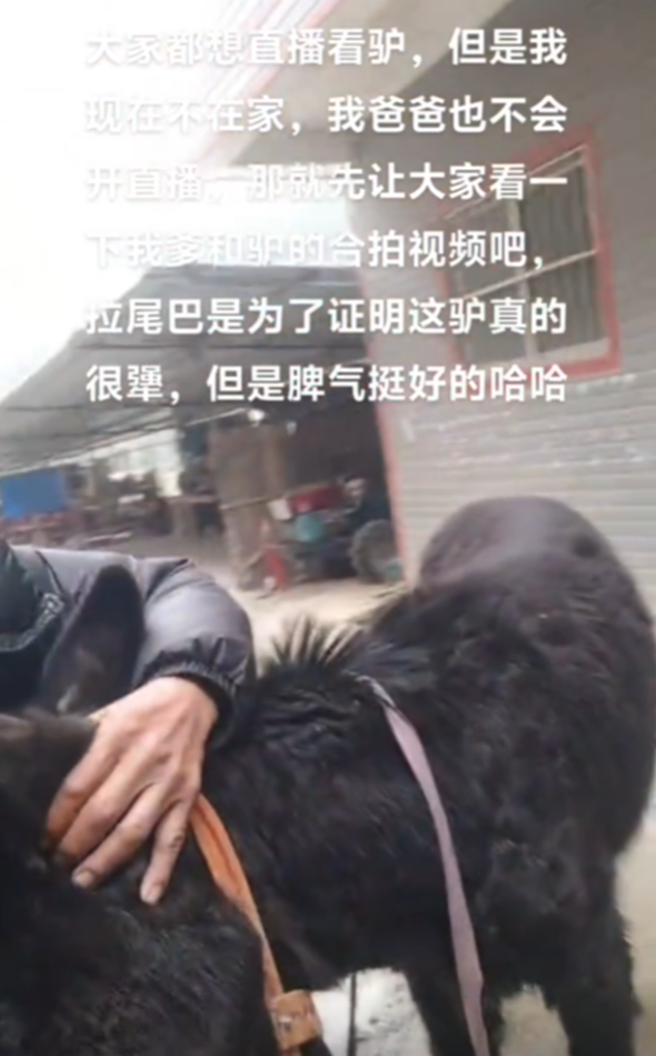山东卖到广西 大哥回应直播间卖活驴：卖了上千头