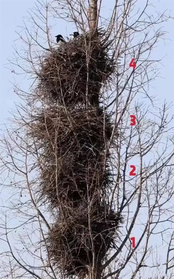 动物界建筑大师！两喜鹊搭出4层别墅：像一串糖葫芦