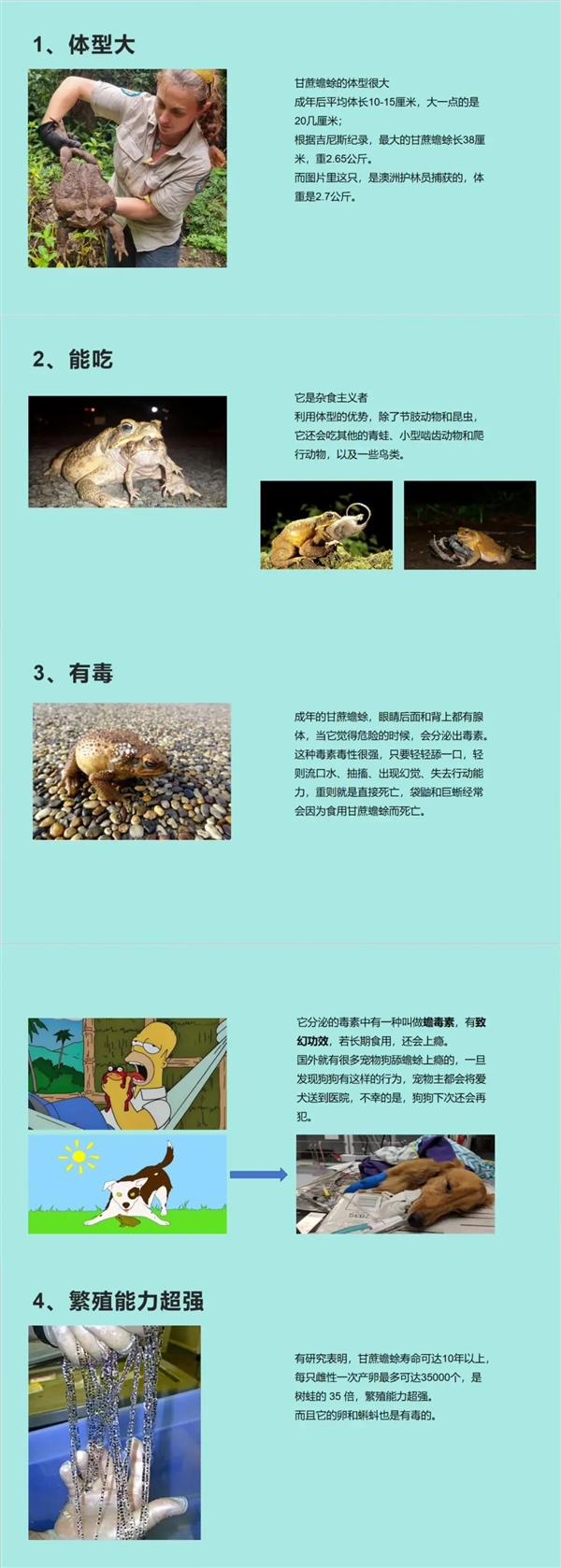 澳大利亚另类蟾蜍狩猎比赛：只要赶亲吻它 就有大奖