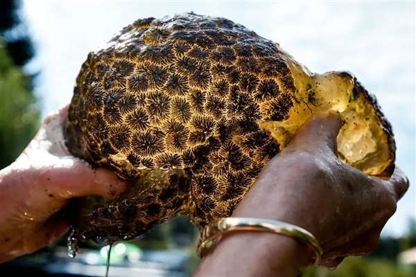 美国湖泊发现不明生物！外形像脑子软绵绵的：当地居民恐慌