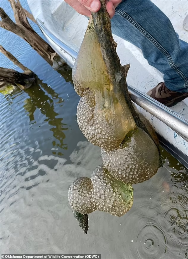 美国湖泊发现不明生物！外形像脑子软绵绵的：当地居民恐慌