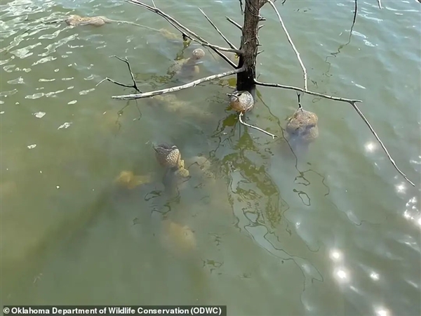 美国湖泊发现不明生物！外形像脑子软绵绵的：当地居民恐慌