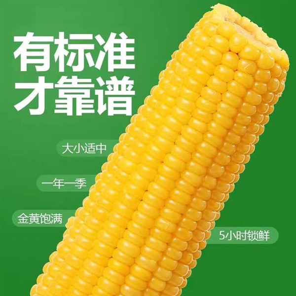 正宗东北味 香糯Q弹：吉林农投黄糯玉米2.79元/根狂促