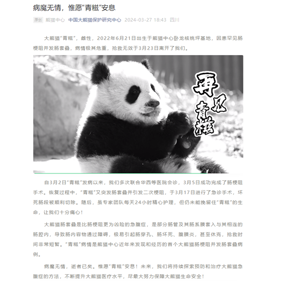 大熊猫“青糍”因病去世：患罕见肠梗阻并发肠套叠