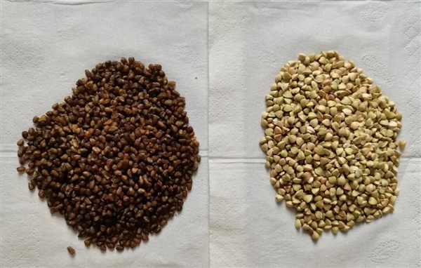 劝你多把荞麦当主食：理由1个就够了！