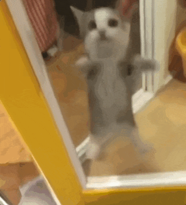 这届年轻人 正在用小猫演绎自己的精神状态