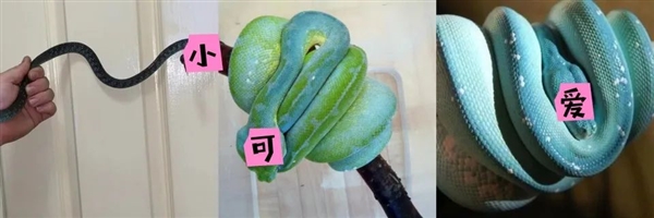 蒂芙尼蓝的蛇！泰国村民疯狂膜拜 曾卖出323万