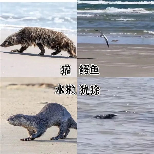30个阴森娃娃、8个穿鞋断脚：美国海滩为啥这么多诡异东西